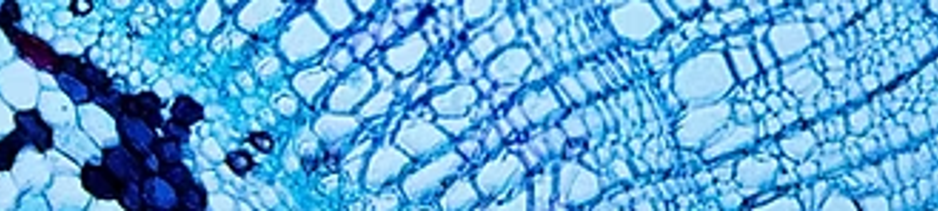Biopharmalex cover
