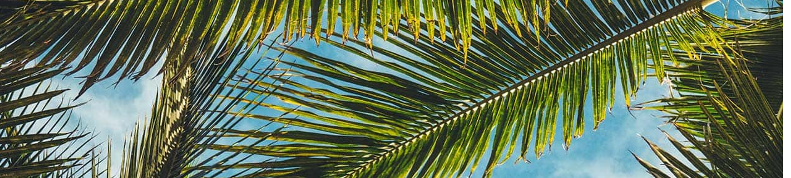 Palms Conveyancing & Property Law cover