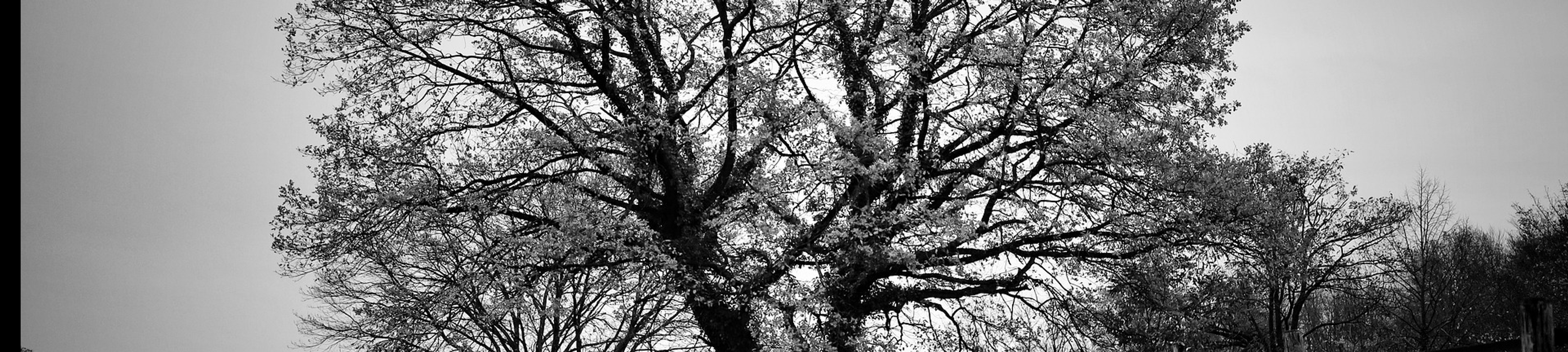 Michael Nowland cover