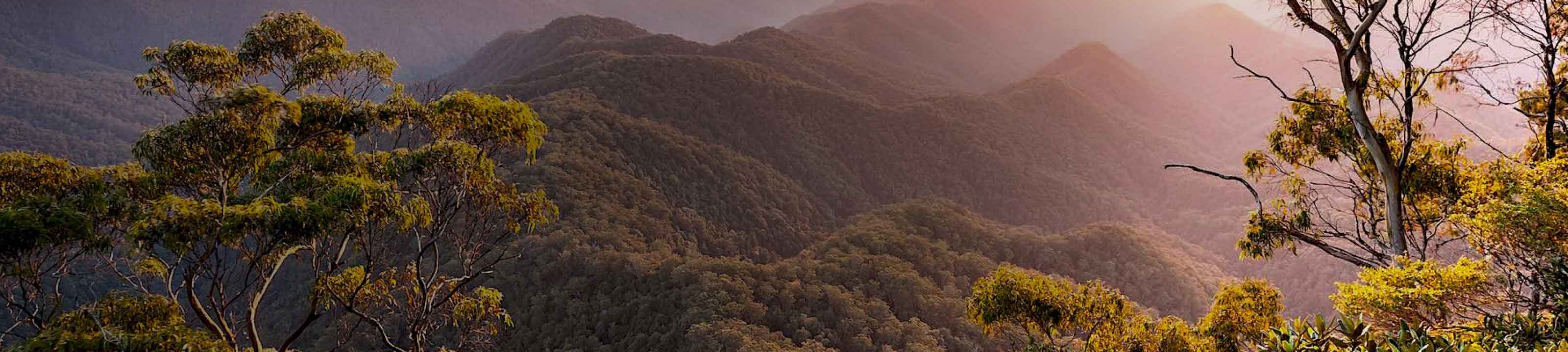 Liston Legal cover