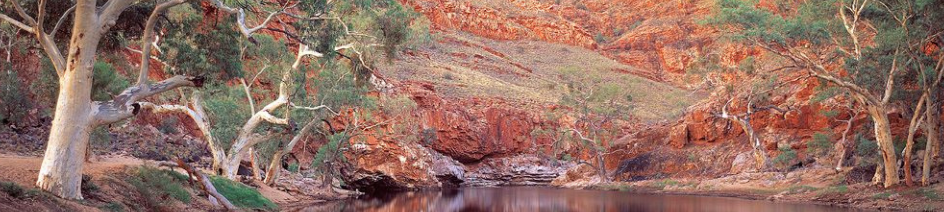 Alison Phillis cover