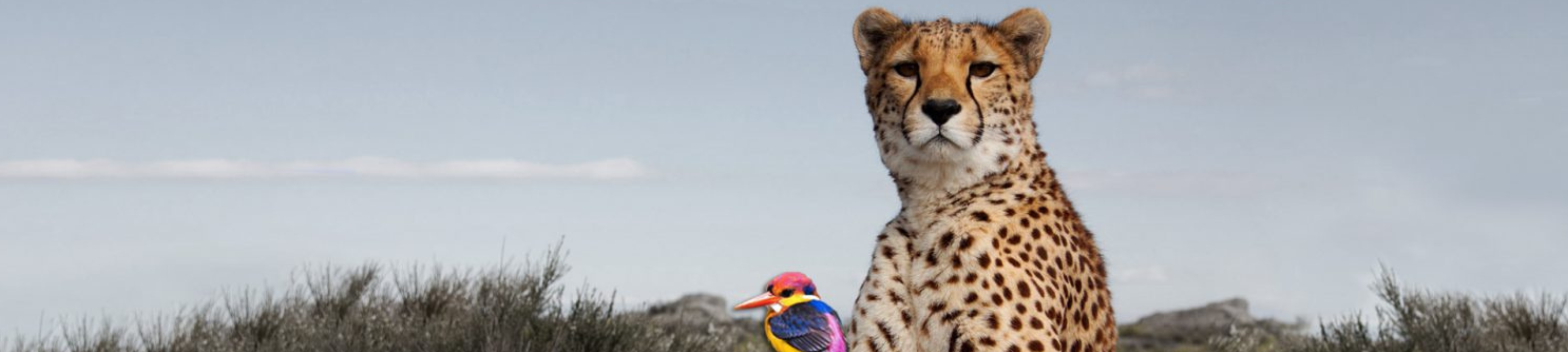 Kathy Maroudas cover