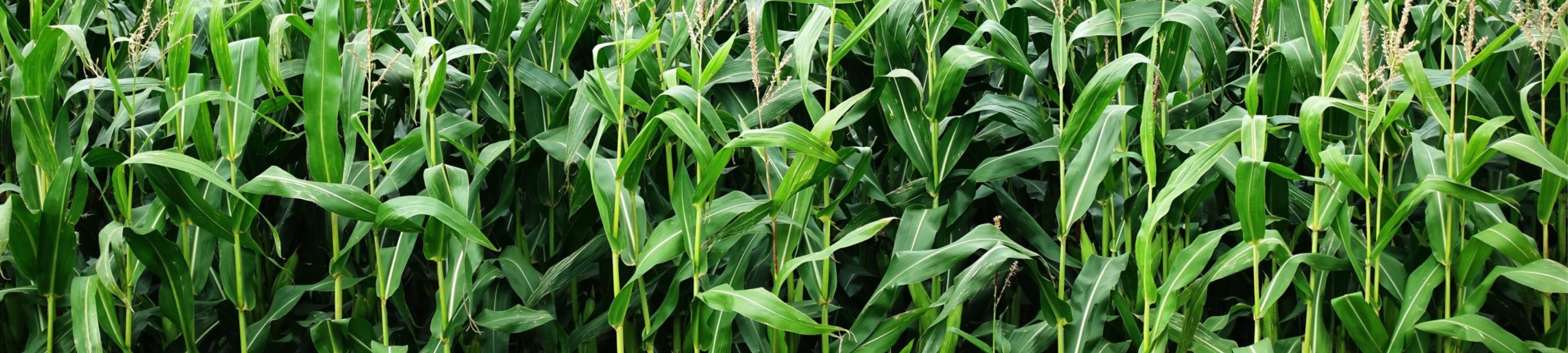 Sylvia Wimshurst cover