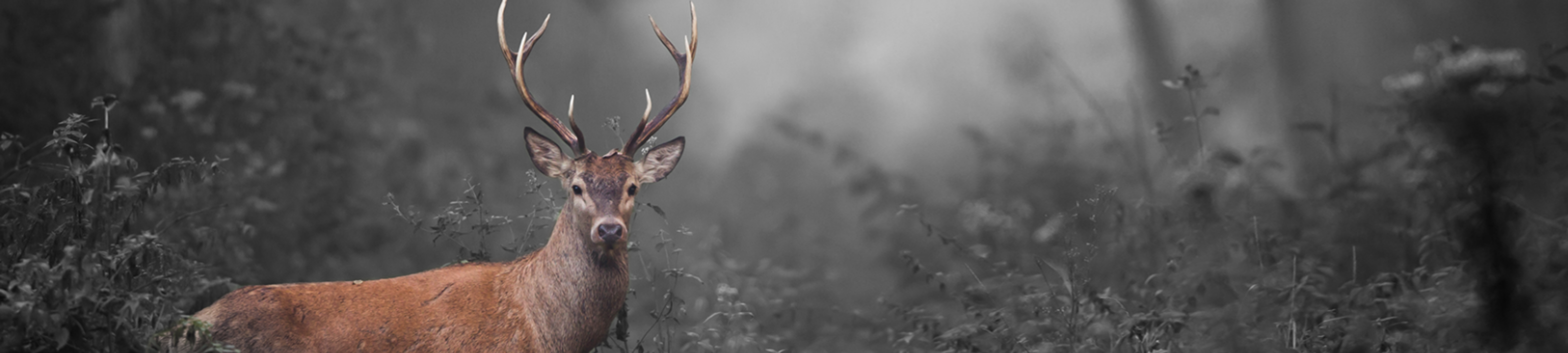 Maria Skotadis cover