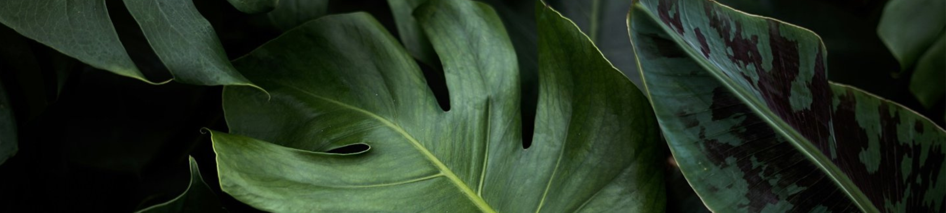 Hawke Mediation cover