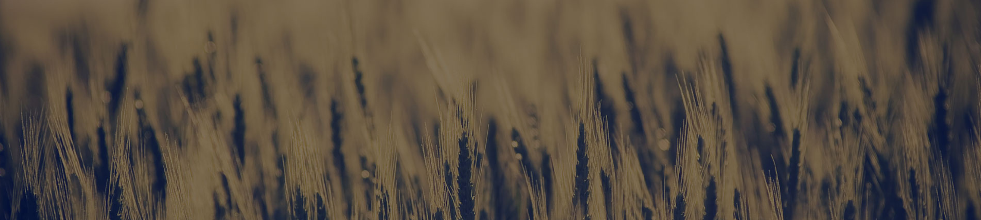 Brooks Lawyers cover