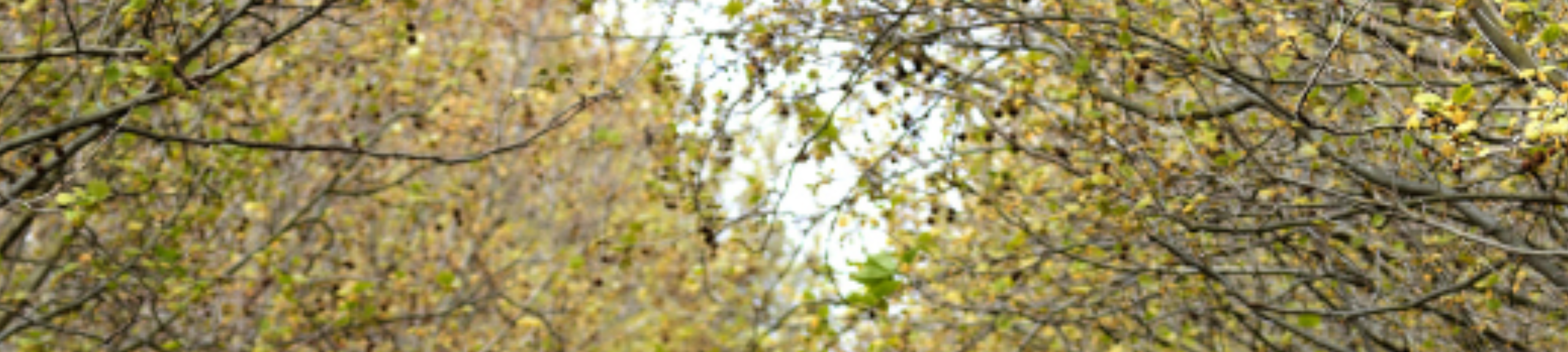 Fennelly Legal cover