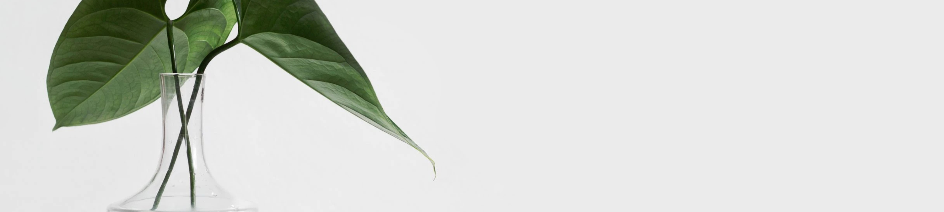 Fiona Dernikovic cover