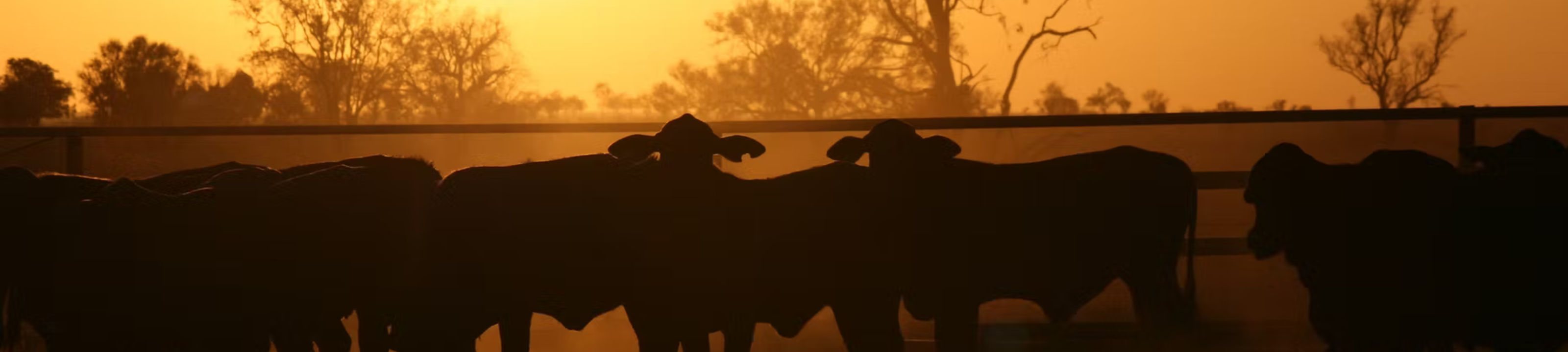 Connie Navarro Legal cover