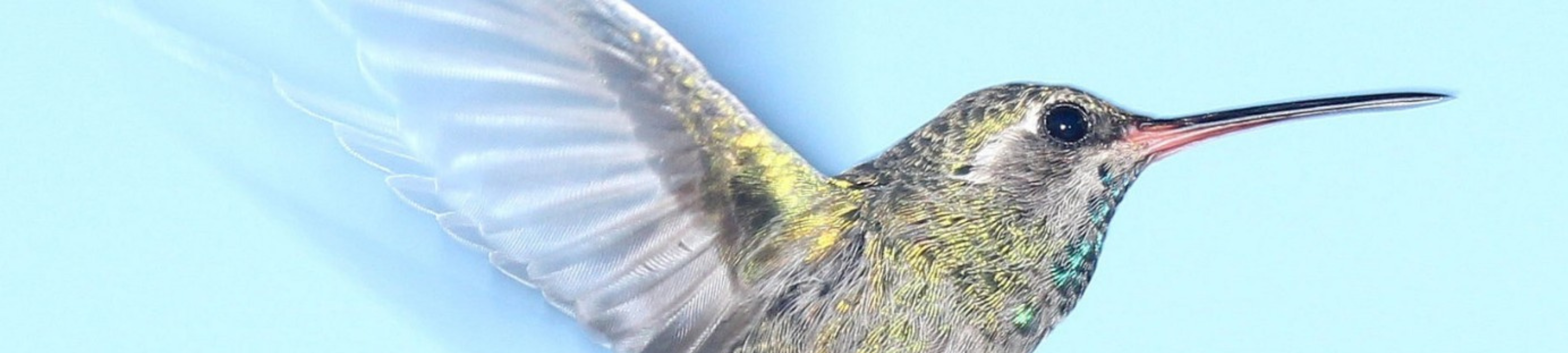 Fiona Maconochie cover