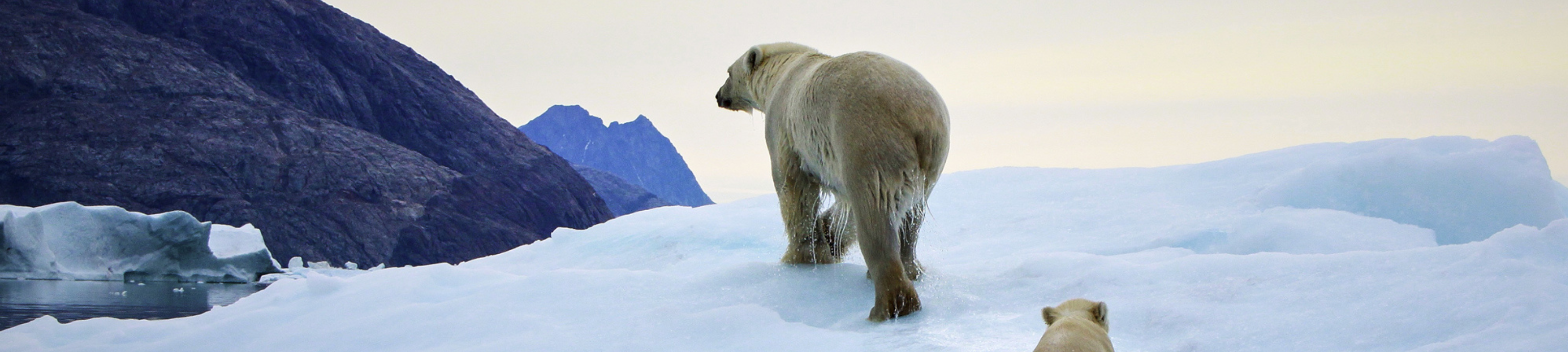 Coote Family Lawyers cover