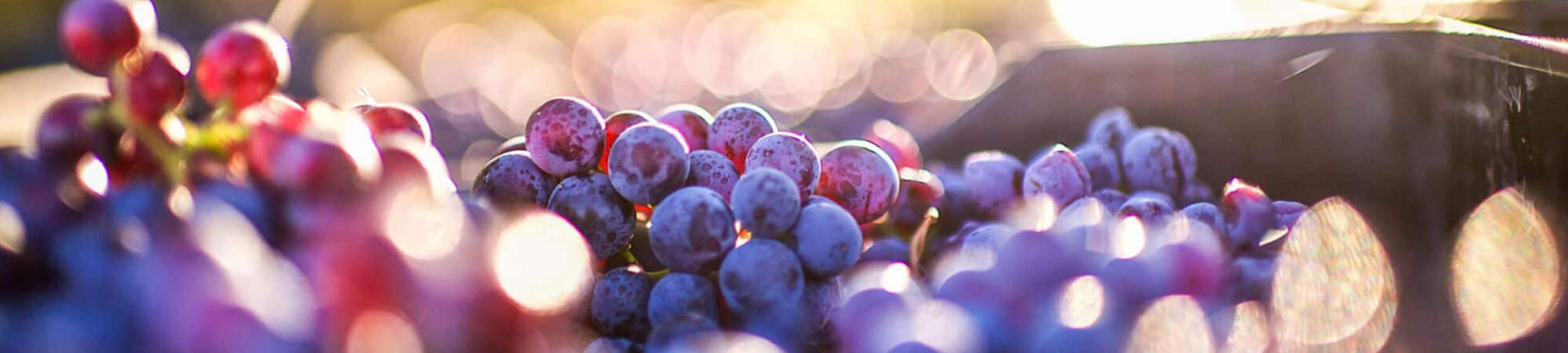 Oliver Campbell Heslop Solicitors cover