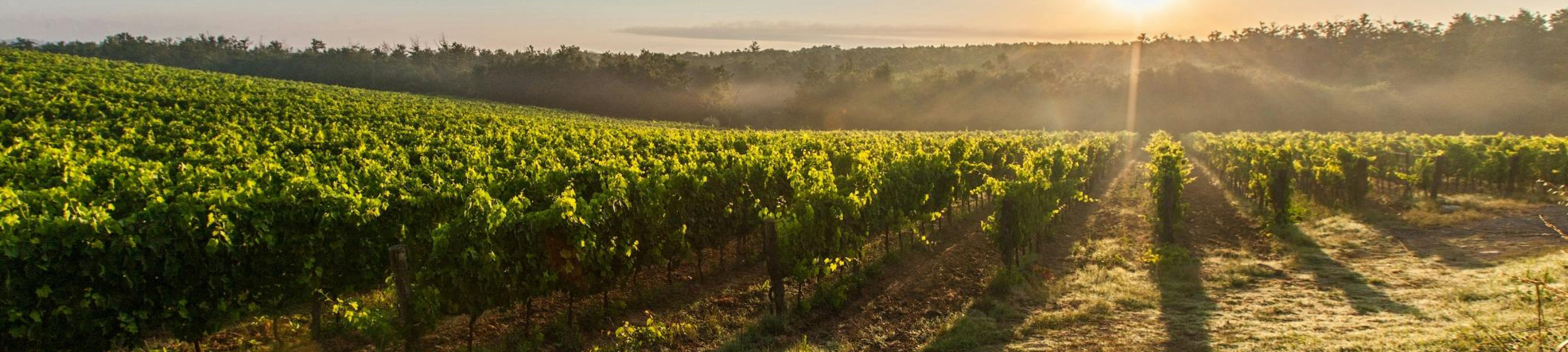 Chantelle Shaw cover