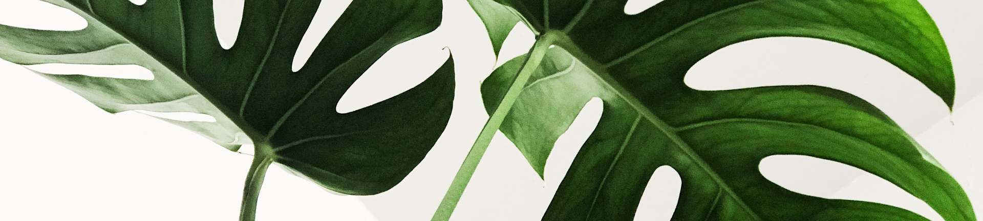 Greenleaf Legal cover